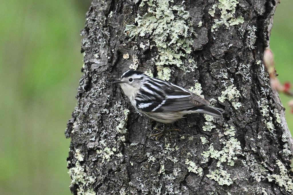 Warbler, Black-and-White, 2025-05037146 Parker River NWR, MA.JPG - Black-and-White Warbler. Parker River National Wildlife Refuge, MA, 5-3-2025